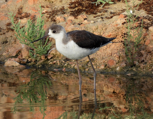 iNaturalist image