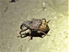 Conotrachelus elegans