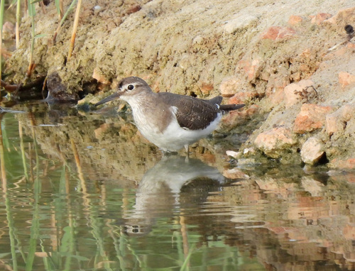 iNaturalist image