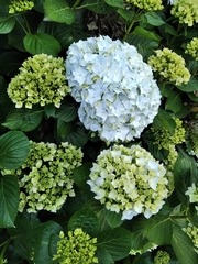 Hydrangea macrophylla