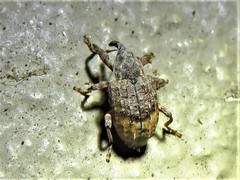 Conotrachelus elegans