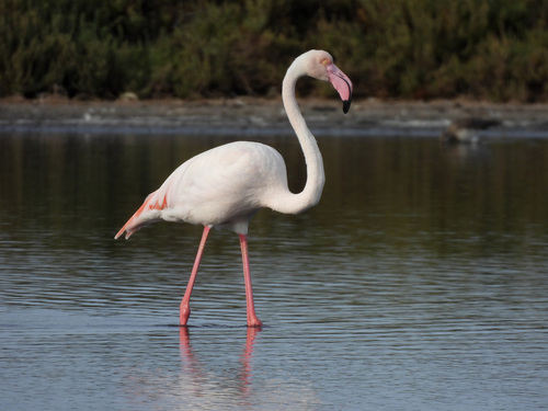 iNaturalist image