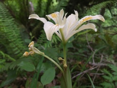 Iris chrysophylla
