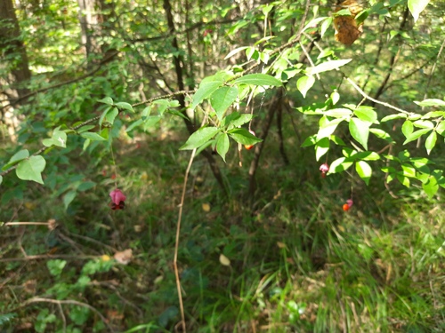 Warty-barked Spindle