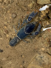 Cambarus monongalensis