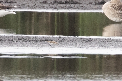 iNaturalist image