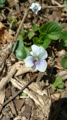 Viola canadensis