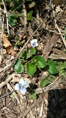 Viola canadensis