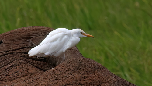 iNaturalist image