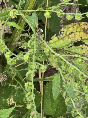 virginia stickseed