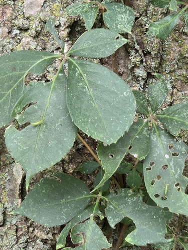 Virginia creeper