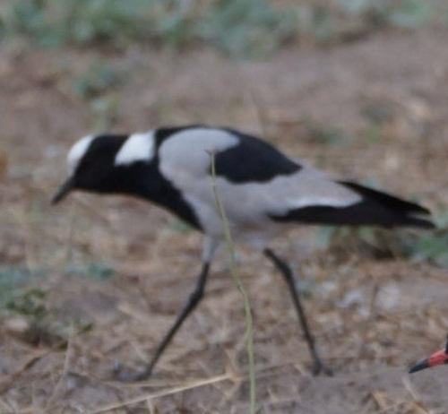 iNaturalist image