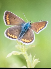Aricia agestis