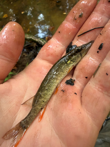 Redfin Pickerel