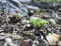 Telesonix heucheriformis