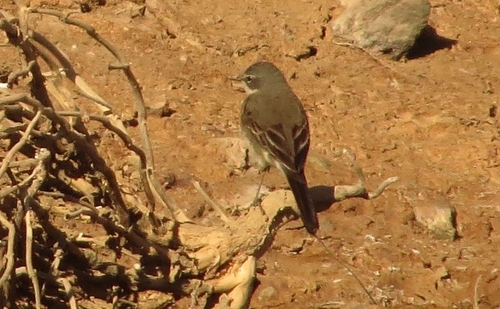 iNaturalist image