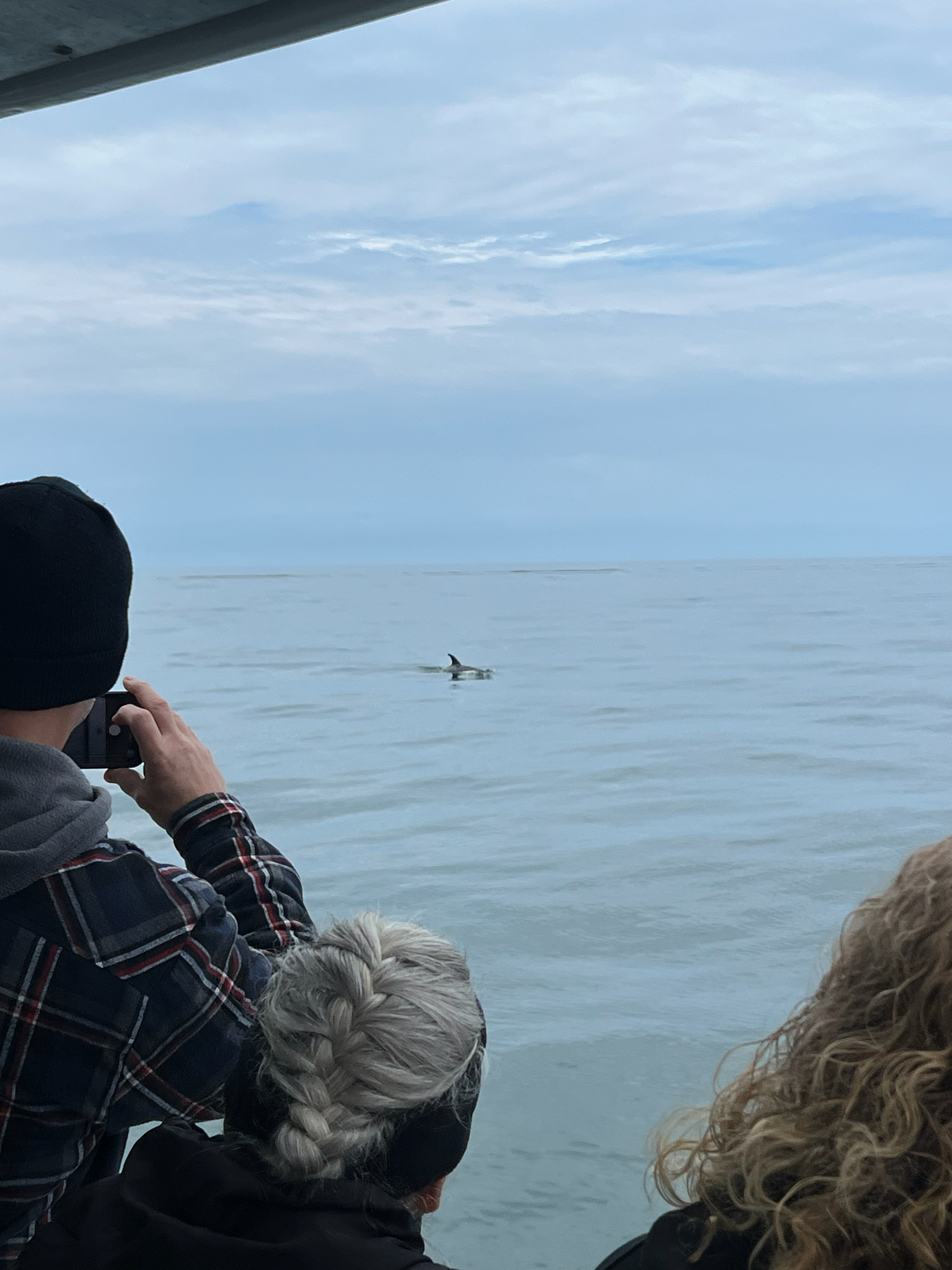 Lagenorhynchus acutus
