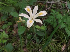 Iris chrysophylla