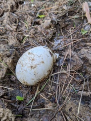 Caprimulgus europaeus