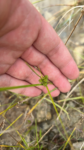 little green sedge