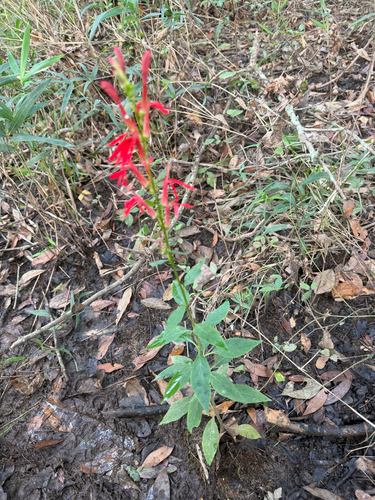 cardinal flower