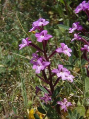 Orchis quadripunctata