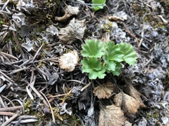 Telesonix heucheriformis