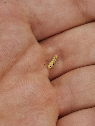 Orange Ladybird