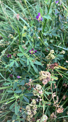 Alfalfa