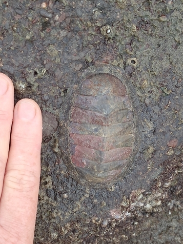 Chiton stokesii, 2026-09-09