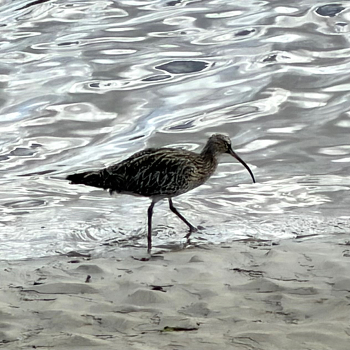 iNaturalist image