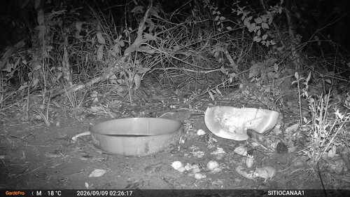 Linnaeus's Mouse Opossum