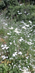 Tordylium carmeli