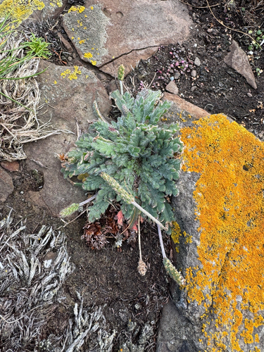 Buck's-horn Plantain