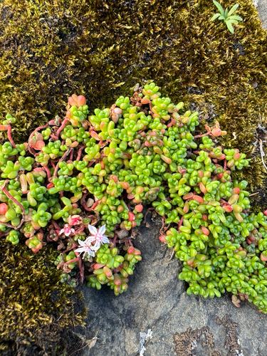 English Stonecrop