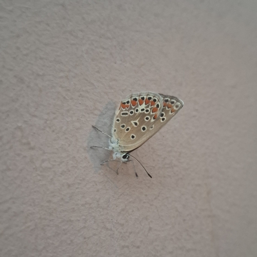 Common Blue