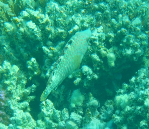 Cheilinus abudjubbe observed 2026-09-09