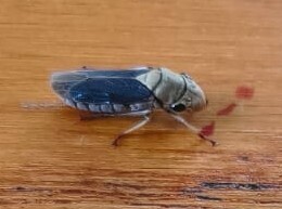 Oncometopia cordata
