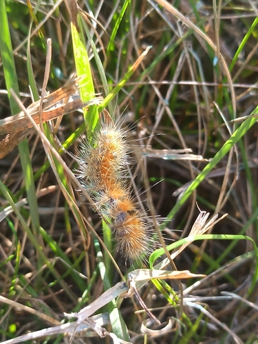 Virginian Tiger Moth