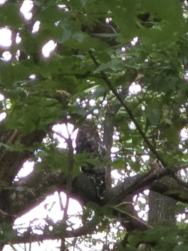 Red-shouldered Hawk