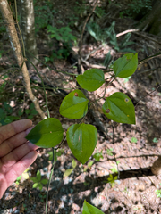 Smilax rotundifolia, photograph (c) Brandon Corder, some rights reserved (CC BY)