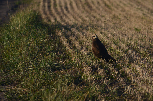 iNaturalist image