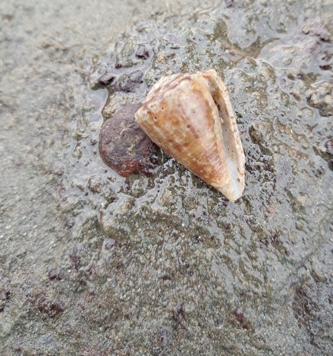 Conus gladiator observed 2026-09-09