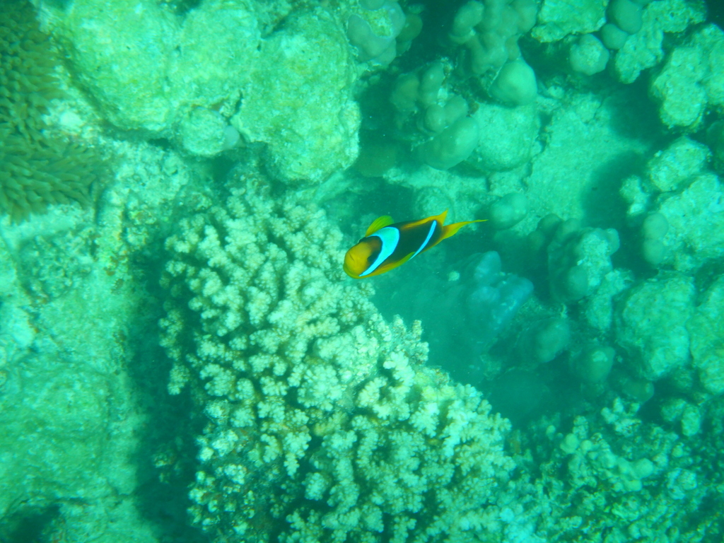 Twoband anemonefish