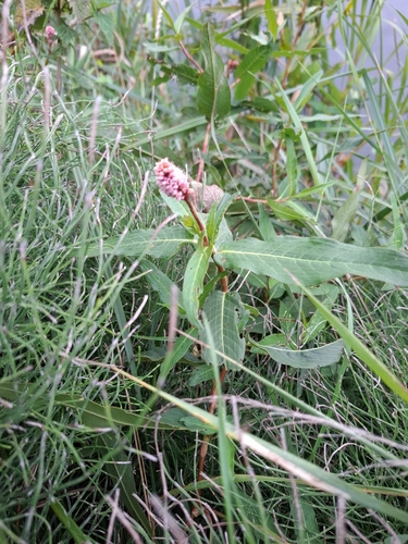 water smartweed