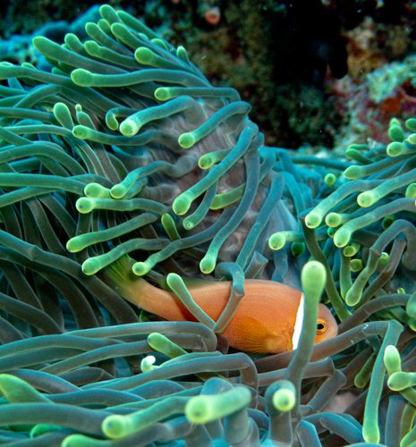 Amphiprion nigripes observed 2026-09-08