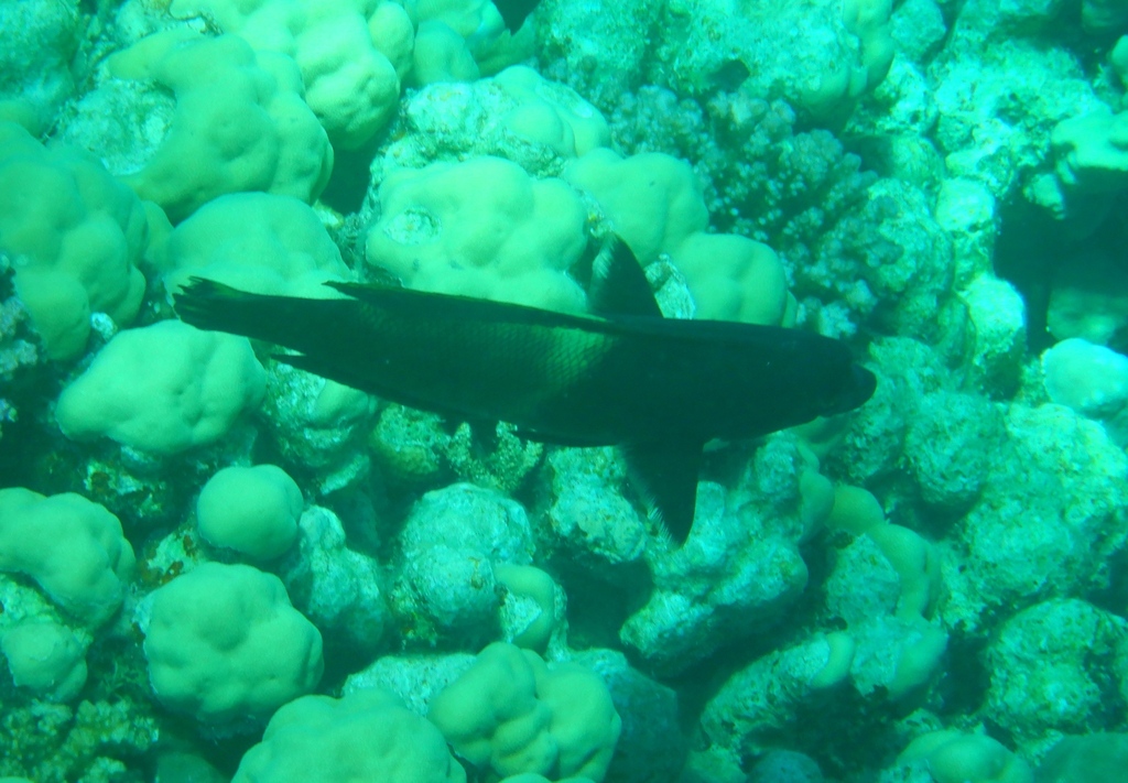 Clown wrasse