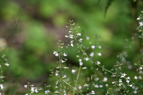 Наблюдение на iNaturalist