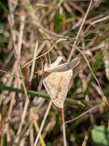Yellow Shell Moth