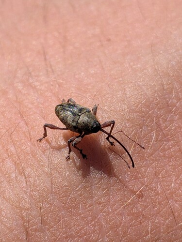 acorn weevil